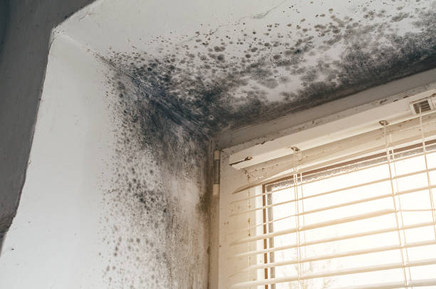 Affordable Bathroom Mold Removal solutions in Westphalia, MI